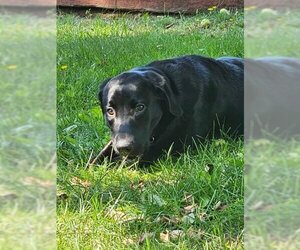 Labrador Retriever Dogs for adoption in Gwinn, MI, USA