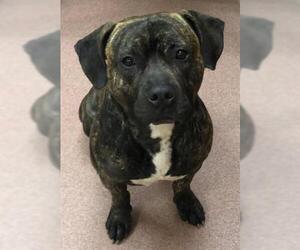 Staffordshire Bull Terrier Dogs for adoption in Ogden, UT, USA
