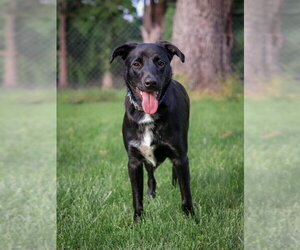 Labrador Retriever-Unknown Mix Dogs for adoption in House Springs, MO, USA