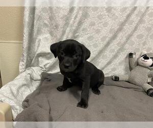 Staffordshire Bull Terrier-Unknown Mix Dogs for adoption in Modesto, CA, USA