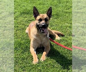 German Shepherd Dog-Great Dane Mix Dogs for adoption in Amherst, OH, USA