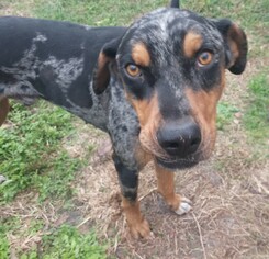 Catahoula Leopard Dog-Unknown Mix Dogs for adoption in Sanford, FL, USA