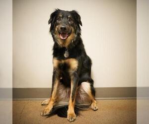Black and Tan Coonhound-Labrador Retriever-Unknown Mix Dogs for adoption in Eden Prairie, MN, USA