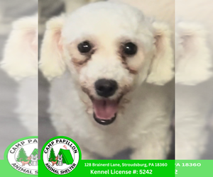 Bichon Frise Dogs for adoption in Stroudsburg, PA, USA