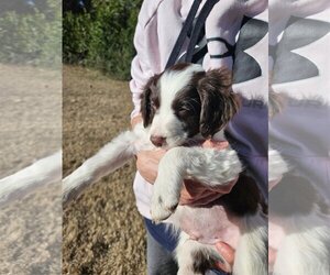 Medium Photo #1 Border Collie-Brittany Mix Puppy For Sale in Curwensville, PA, USA