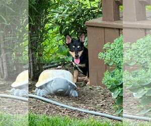Chihuahua-Unknown Mix Dogs for adoption in New London, WI, USA