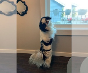 Japanese Chin Dogs for adoption in Leduc, Alberta, Canada