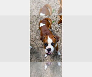 Boxer Dogs for adoption in Austin, TX, USA