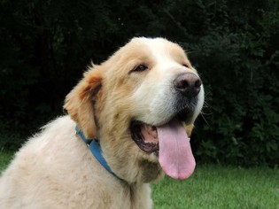 Great Pyrenees Dogs for adoption in Mission, KS, USA