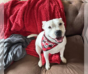 American Pit Bull Terrier-Unknown Mix Dogs for adoption in Germantown, OH, USA