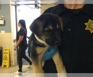 German Shepherd Dog Dogs for adoption in Riverside, CA, USA