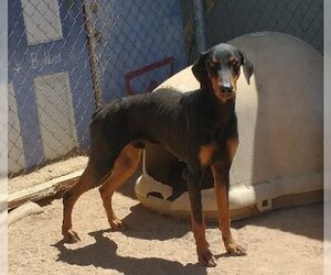 Doberman Pinscher Dogs for adoption in Apple Valley, CA, USA
