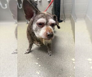 Poodle (Miniature)-Unknown Mix Dogs for adoption in Las Vegas, NV, USA