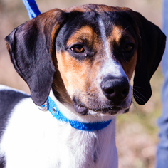 Treeing Walker Coonhound Dogs for adoption in St. Charles, MO, USA
