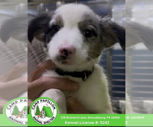 Border Collie-Unknown Mix Dogs for adoption in Stroudsburg, PA, USA