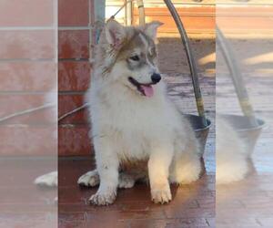 Alaskan Malamute-Unknown Mix Dogs for adoption in Surprise , AZ, USA
