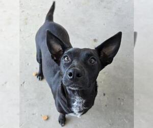 Dachshund-Unknown Mix Dogs for adoption in Bakersfield, CA, USA