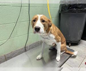 Labrador Retriever-Unknown Mix Dogs for adoption in Grand Prairie, TX, USA