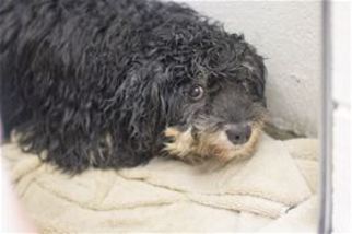 Lhasa-Poo Dogs for adoption in Mountain Home, AR, USA