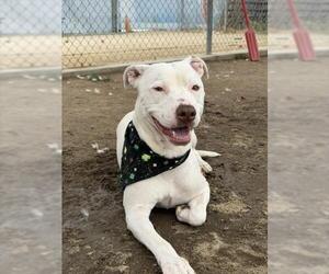 Mutt Dogs for adoption in Bakersfield, CA, USA
