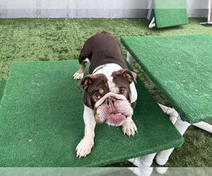 Bulldog Dogs for adoption in Pasadena, CA, USA