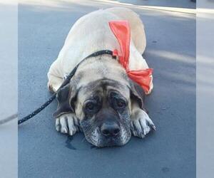 Mastiff Dogs for adoption in Long Beach, CA, USA