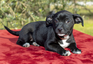Medium Photo #1 Boxer-Dachshund Mix Puppy For Sale in Santa Fe, TX, USA