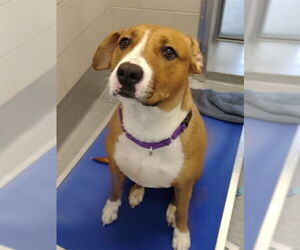 Boxer-Unknown Mix Dogs for adoption in Waterford, VA, USA