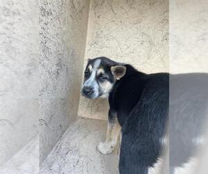 German Shepherd Dog-Unknown Mix Dogs for adoption in Oklahoma City, OK, USA