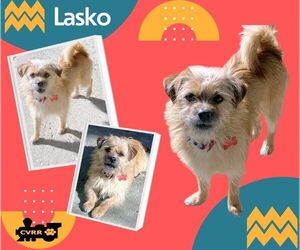 Lhasa Apso-Unknown Mix Dogs for adoption in Lindsay, CA, USA