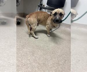 Mutt Dogs for adoption in Bakersfield, CA, USA