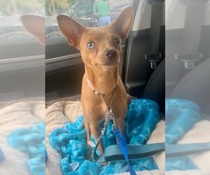 Chipin Dogs for adoption in Plantation, FL, USA