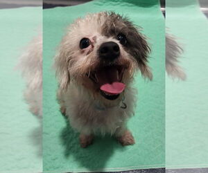 Mutt Dogs for adoption in Walnutport, PA, USA