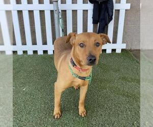German Shepherd Dog-Unknown Mix Dogs for adoption in Modesto, CA, USA