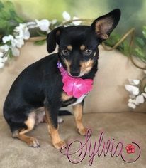 Chiweenie Dogs for adoption in Garland, TX, USA