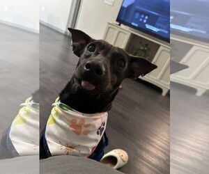 Chihuahua-Unknown Mix Dogs for adoption in The Woodlands, TX, USA