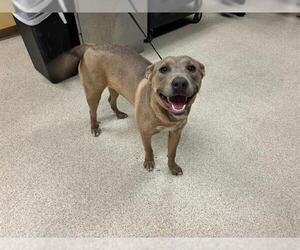 American Pit Bull Terrier-Unknown Mix Dogs for adoption in Riverside, CA, USA