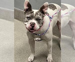 Bulldog-Unknown Mix Dogs for adoption in Las Vegas, NV, USA