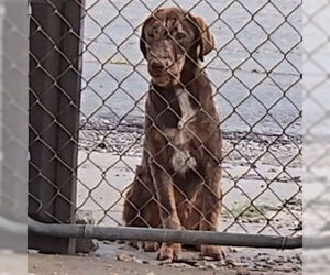 German Shepherd Dog-Pointer Mix Dogs for adoption in Claremore, OK, USA