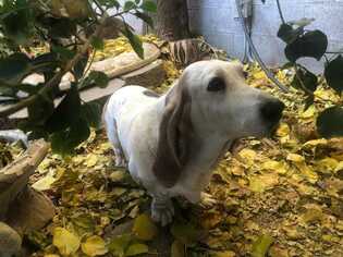 Medium Photo #1 Basset Hound Puppy For Sale in Whittier, CA, USA