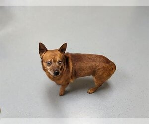 Chiweenie Dogs for adoption in Denver, CO, USA