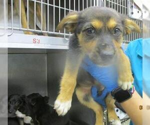 German Shepherd Dog-Unknown Mix Dogs for adoption in Oklahoma City, OK, USA