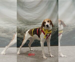 English Foxhound-Treeing Walker Coonhound Mix Dogs for adoption in Norfolk, VA, USA