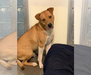 American Pit Bull Terrier Dogs for adoption in Clarkesville, GA, USA