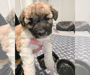 Poodle (Miniature) Dogs for adoption in Corona, CA, USA