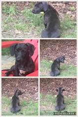 Medium Photo #1 Labrador Retriever-Unknown Mix Puppy For Sale in Tenafly, NJ, USA