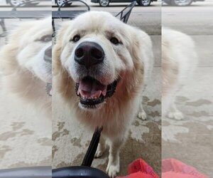 Great Pyrenees Dogs for adoption in Columbus, IN, USA