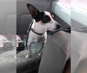 Jack-Rat Terrier Dogs for adoption in Manchester, IA, USA