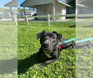 Chihuahua-Unknown Mix Dogs for adoption in Osgood, IN, USA