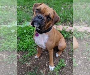 Boxer Dogs for adoption in PIPE CREEK, TX, USA